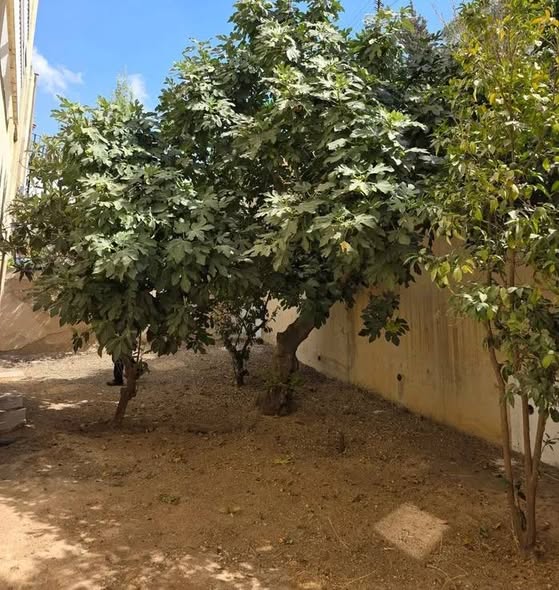 شقة أرضية مع حديقة واسعة للإيجار في أبو نصير