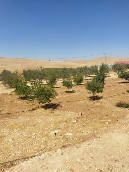 مزرعة نموذجية للبيع في إربد، الرابية - استثمار زراعي مربح - 3