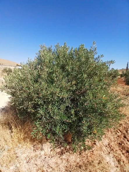 أرض مشجرة للبيع في المفرق - 4