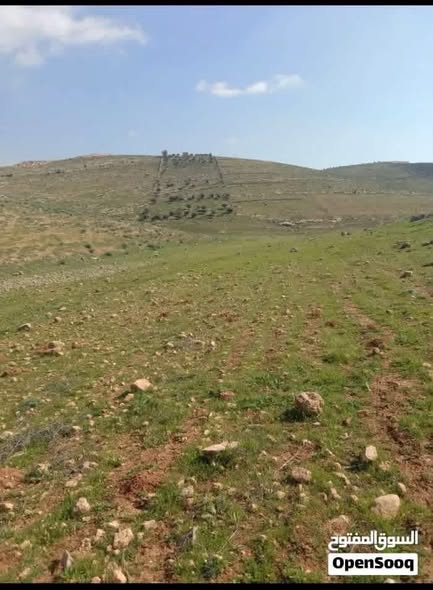 أرض استثمارية 10 دونمات في المفرق – عين والمعمرية بسعر مغري - 5
