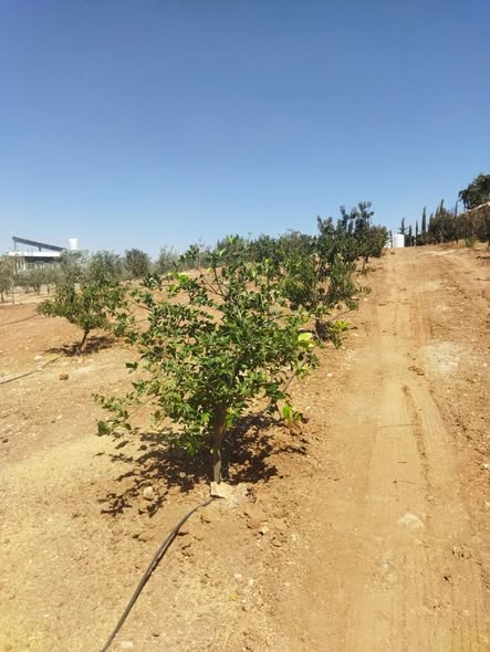 مزرعة نموذجية للبيع في إربد، الرابية - استثمار زراعي مربح - 5