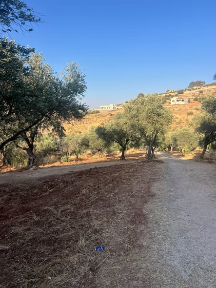 فرصة استثمارية ذهبية: أرض زيتون مع بيت في بيرين - 4