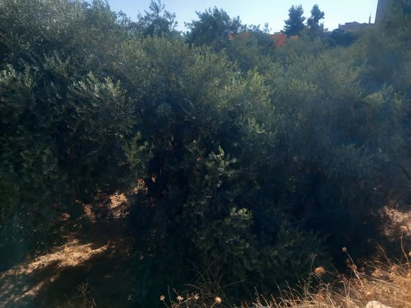مزرعة زيتون فاخرة للبيع في جرش