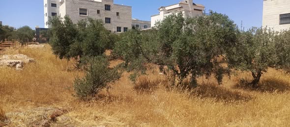 أرض فاخرة للبيع في شفا بدران - منطقة فلل راقية