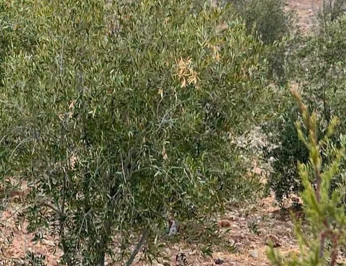 أرض استثمارية فاخرة بموقع استراتيجي