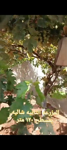 مزرعة فاخرة مع بيتين ومسابح للبيع في بلعما - 5