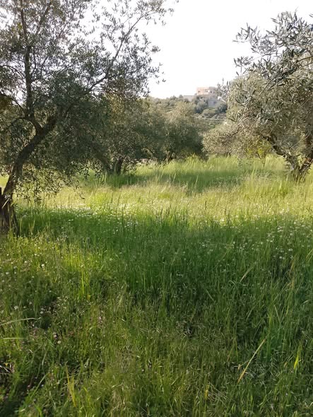 مزرعة مميزة للبيع في جرش - فرصة للسكن أو الشاليه - 4