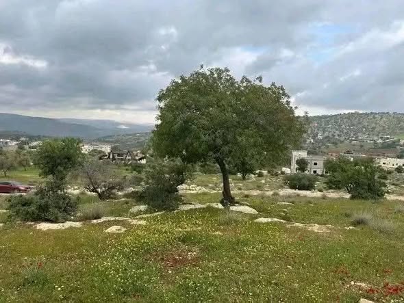 أرض استثمارية في العالوك - نصف دونم بسعر مغري