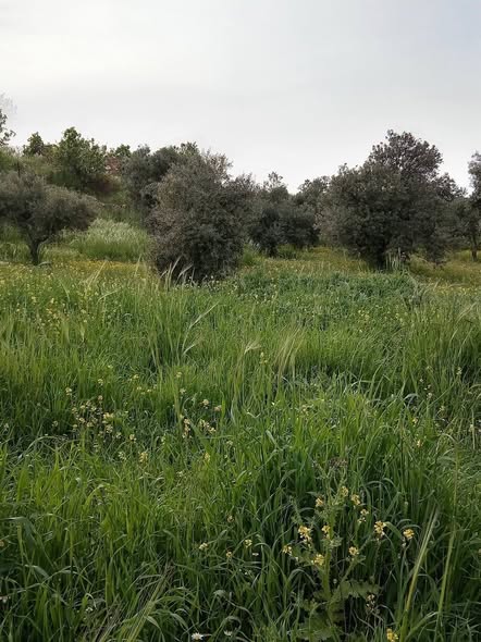 أرض زراعية للبيع في صخرة - 2