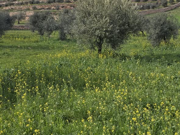 أرض زراعية استثمارية في جرش - 2