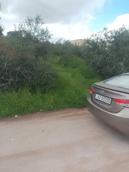 مزرعة زيتون مميزة للبيع في العالوك - 4