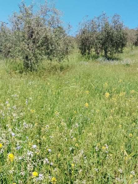 فرصة استثمارية أرض للبيع في العالوك - 3