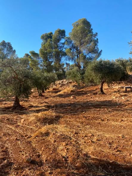 مزرعة مميزة في دحل بموقع استراتيجي وبيت ريفي جاهز - 3