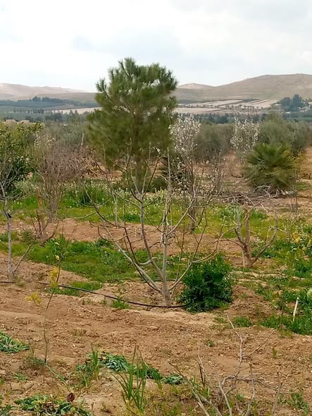 أرض استثمارية مميزة في ثغرة الجب – المفرق - 4