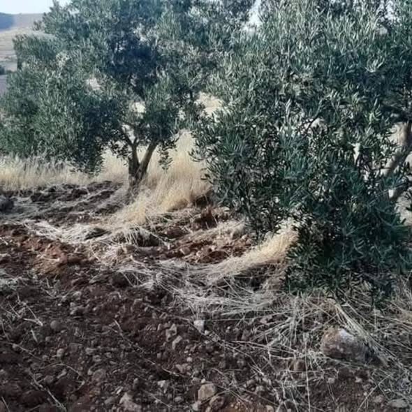 مزرعة زيتون مثمرة للبيع في جرش - 2