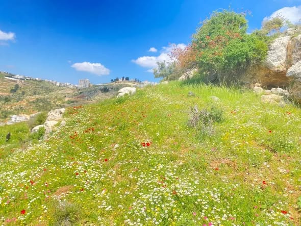 فرصة لا تعوض: أرض سكنية مميزة في السلط - الجبيل - 4