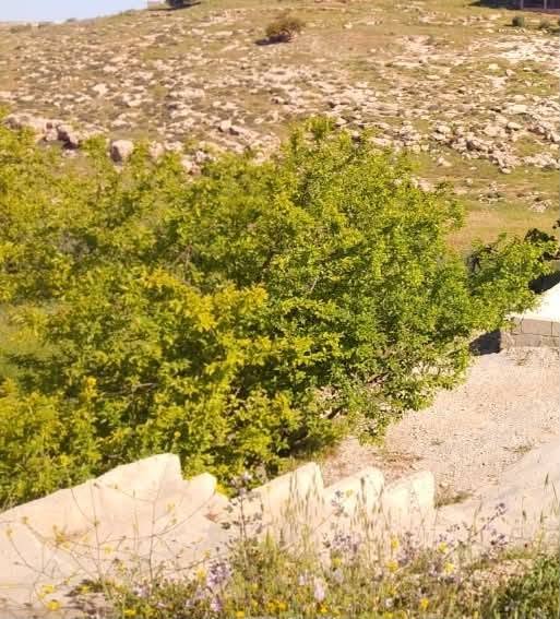 بيت مستقل للبيع فرصة مميزة في العريش - 2
