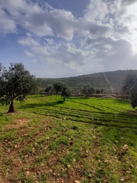 مزرعة زيتون مثمرة للبيع في جرش - 5