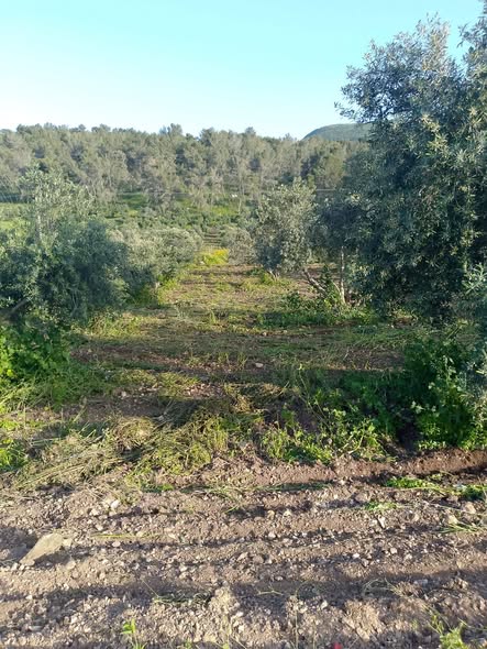 تملك أرضاً ساحرة بإطلالة على نهر اليرموك وبحيرة طبريا - 3