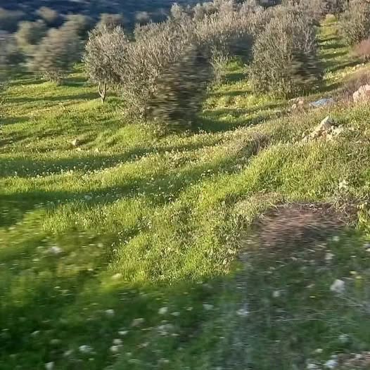 مزرعة استثمارية مع بيت ريفي في بلعما