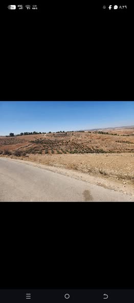 مزرعة زيتون استثمارية للبيع في قفقفا - إربد