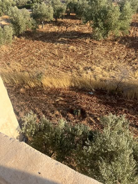 فرصة استثمارية ذهبية: أرض زيتون مع بيت في بيرين - 2