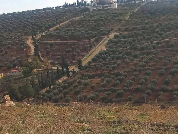 أرض مميزة للبيع في نادرة - 2
