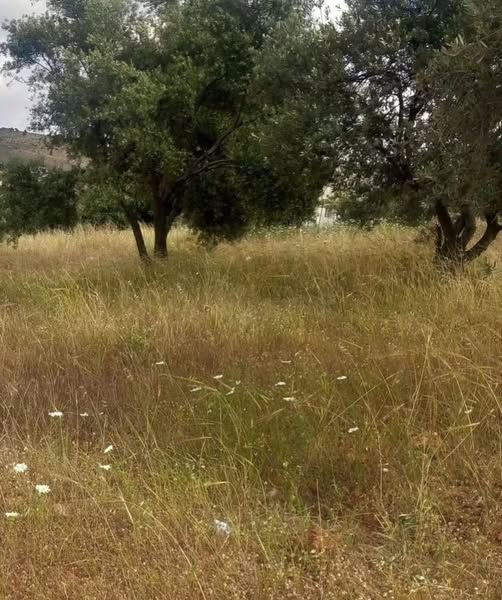 أرض قوشان مستقلة للبيع في بيرين