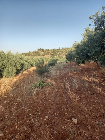 مزرعة زيتون مثمرة للبيع في جرش - 3