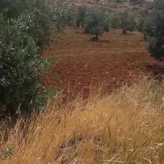 مزرعة استثمارية للبيع في الدجنية