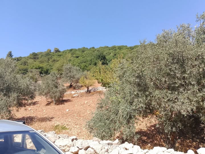 أرض زيتون مميزة في جرش للبيع