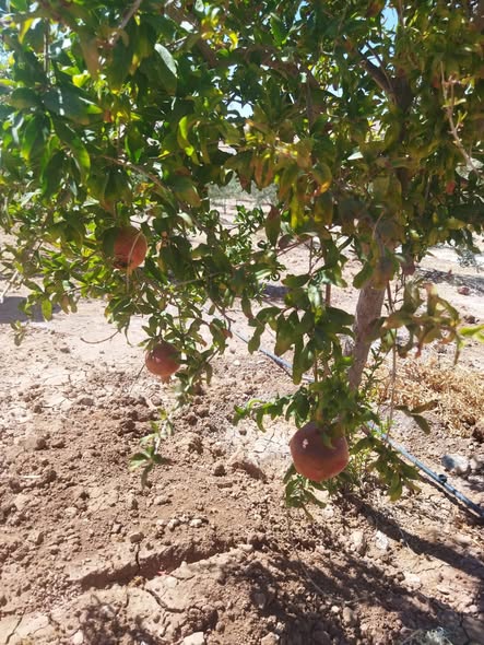 مزرعة نموذجية للبيع - 3