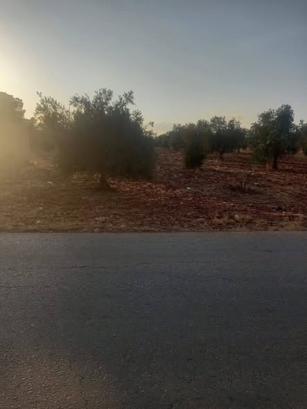 مزرعة زيتون مثمرة للبيع في جرش - 2