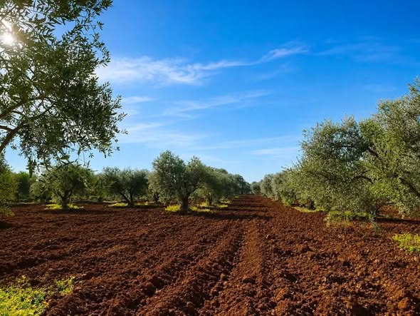 أرض سكنية للبيع في إربد، حوارة - 2