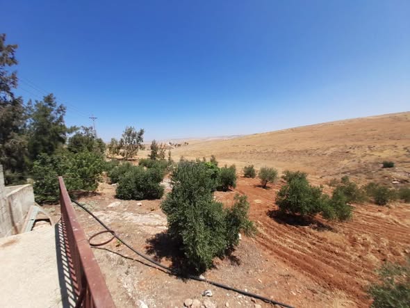مزرعة زيتون مع بيت للبيع في بلعما - 2