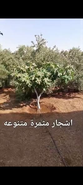 مزرعة فاخرة مع بيتين ومسابح للبيع في بلعما - 4