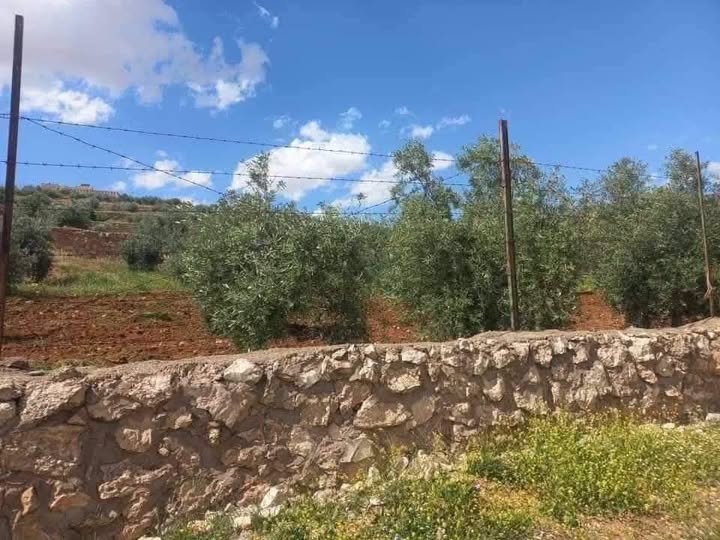 مزرعة مثمرة مع إطلالة رائعة في نادرة