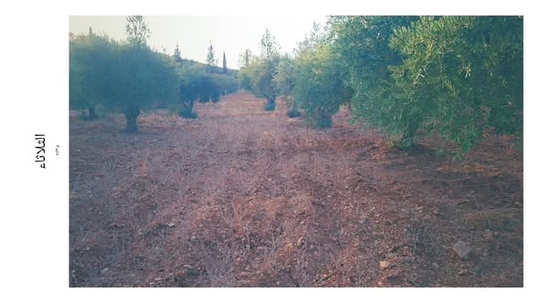 7 دونم مع بيت ريفي في شرق جرش - 3