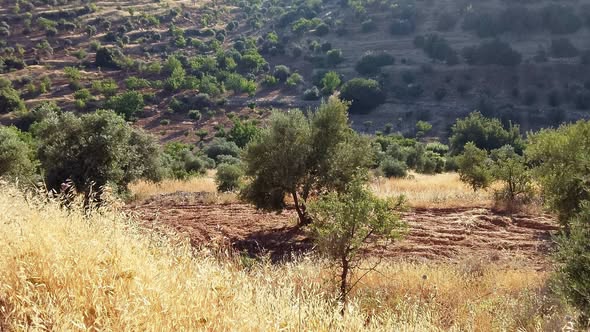 أرض للبيع في جرش - سوف الظهرة فرصة استثمارية مميزة - 2