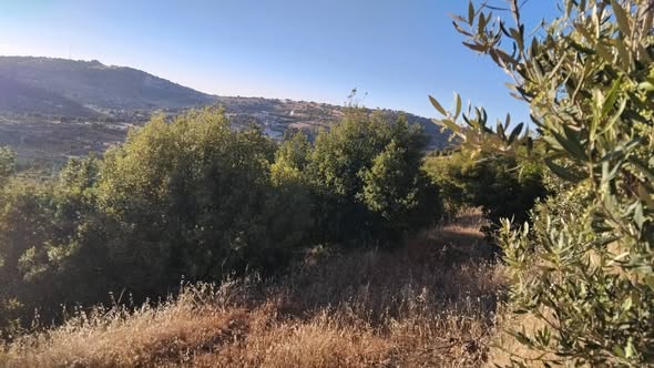 فرصة استثمارية: أراضي زراعية متميزة في عبين - عجلون - 2