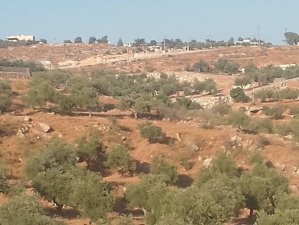 فرصة ذهبية للاستثمار في جرش - 2