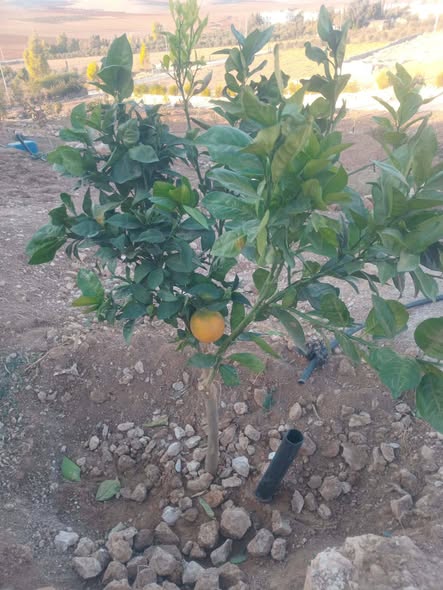 مزرعة استثمارية في مادبا خربة الهلالية