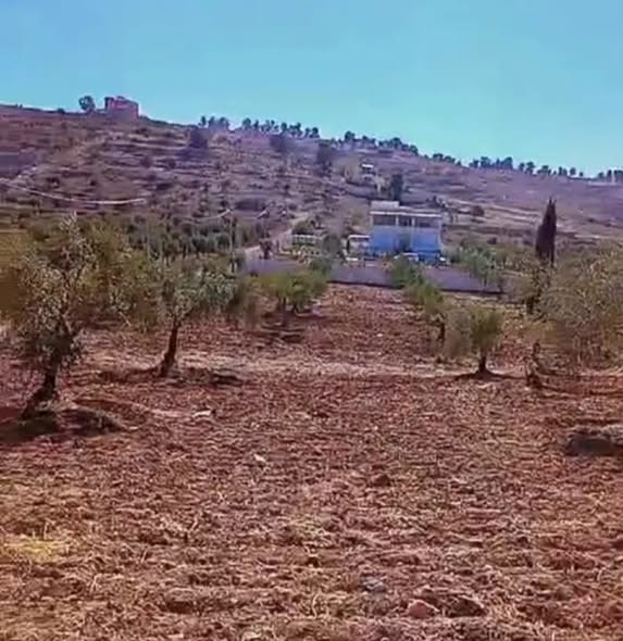 مزرعة زيتون استثمارية على شارع رئيسي في جرش - 3