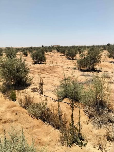 أرض زراعية ضخمة للبيع في النوبارية مع بيت وبئر