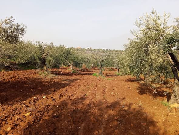 أرض متميزة في حوض مغارة السوق للبيع