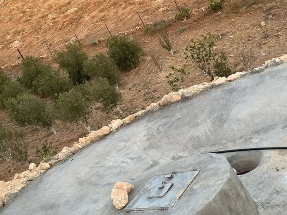 مزرعة زيتون مثمرة للبيع في بلعما - 3