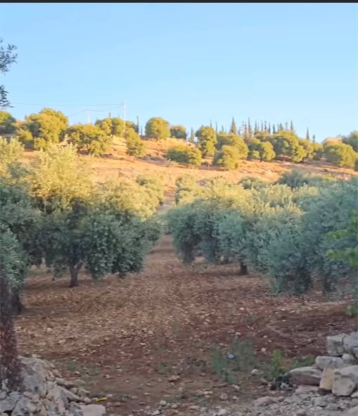 أرض زراعية فاخرة للبيع في السلط جلعاد - 5