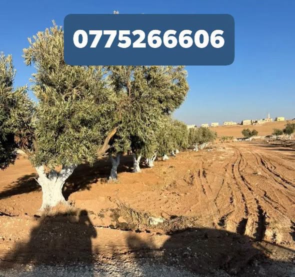 فرصة استثمارية: أراضي زراعية مميزة في الزيتونة - بلعما - 5