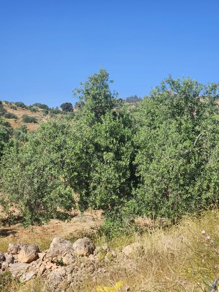 أرض استثمارية للبيع على طريق إربد - الزرقاء - 5