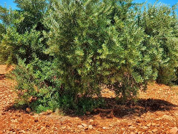 مزرعة زيتون بلدي منتجة للبيع في إربد - 2